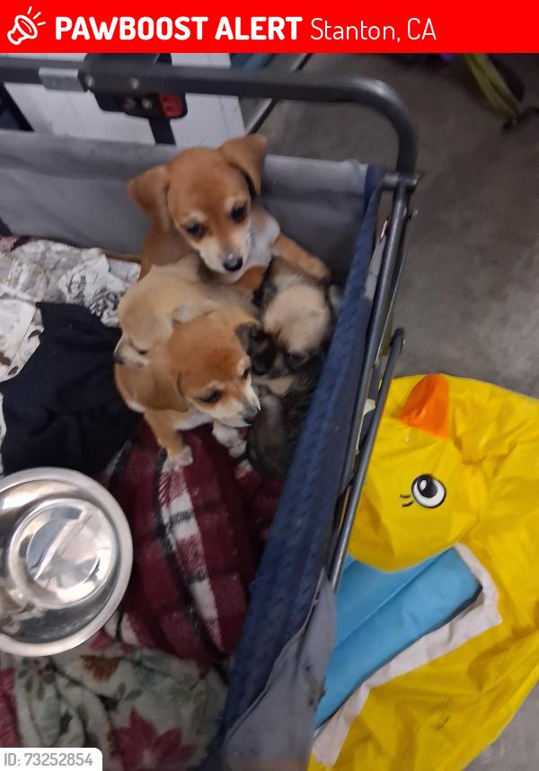Lost Female Dog last seen Westmr and Rutledge, Stanton, CA 90680