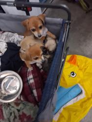 Lost Female Dog last seen Westmr and Rutledge, Stanton, CA 90680