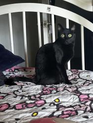 Lost Female Cat last seen E valley blvd and s Sentous Ave, West Covina, CA 91792