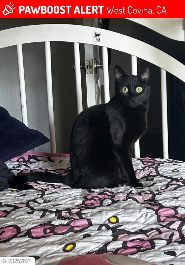Lost Female Cat last seen E valley blvd and s Sentous Ave, West Covina, CA 91792