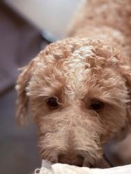 Lost Male Dog last seen Ryegrass Rest Area Eastbound, Ellensburg, WA 98926