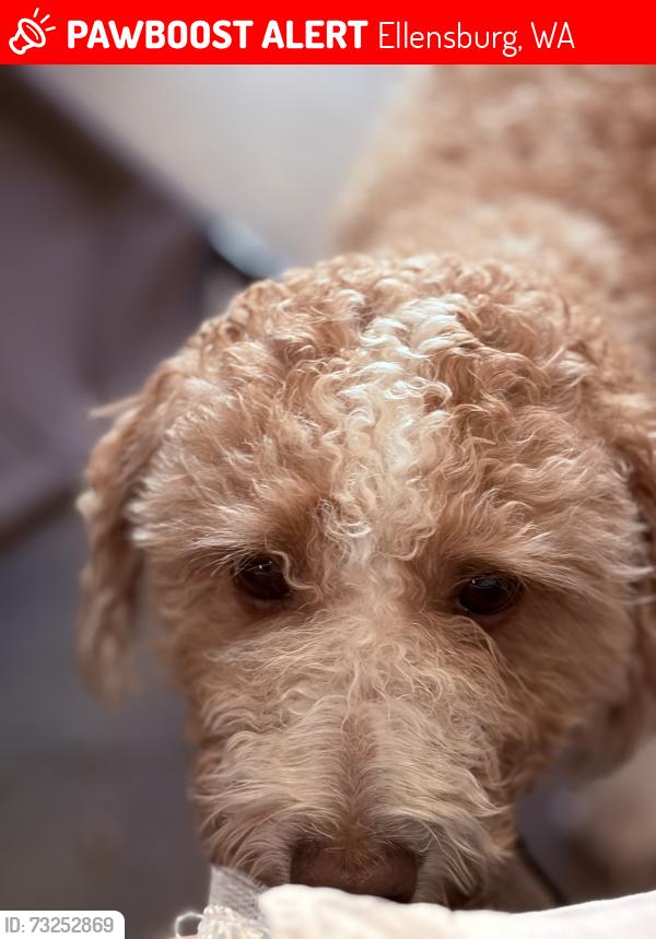 Lost Male Dog last seen Ryegrass Rest Area Eastbound, Ellensburg, WA 98926