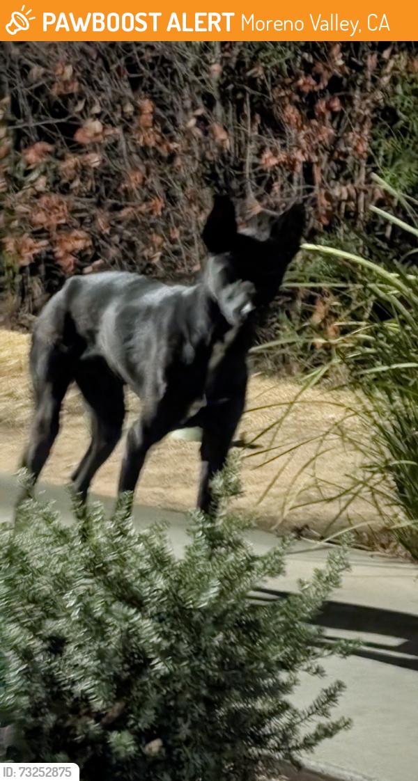 Found/Stray Unknown Dog last seen Inside ridgeview apmts, Moreno Valley, CA 92553