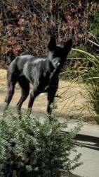 Found/Stray Unknown Dog last seen Inside ridgeview apmts, Moreno Valley, CA 92553