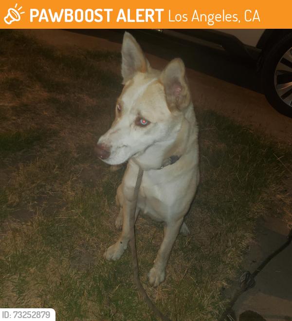 Found/Stray Female Dog last seen Normandie Ave. and 120th St., Los Angeles, CA 90044