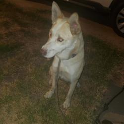 Found/Stray Female Dog last seen Normandie Ave. and 120th St., Los Angeles, CA 90044