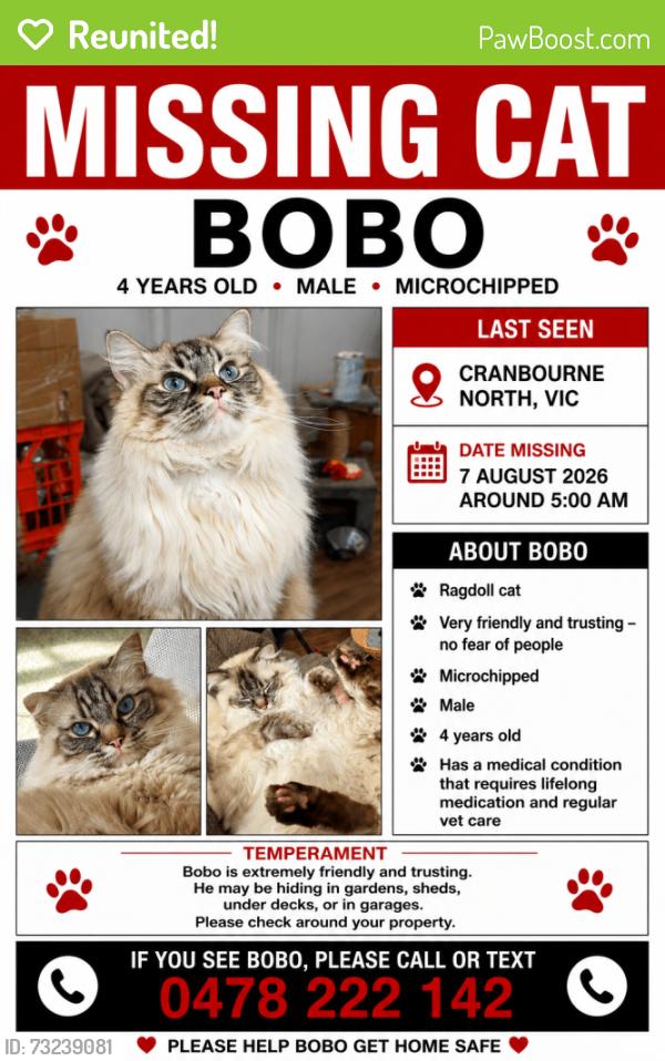 Reunited Male Cat last seen Bligh close Cranbourne north, Cranbourne North, VIC 3977