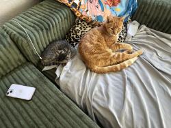 Lost Male Cat last seen Paul and Maple, Fresno, CA 93710