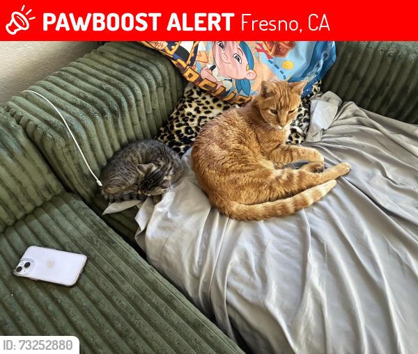 Lost Male Cat last seen Paul and Maple, Fresno, CA 93710