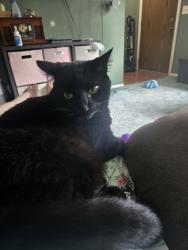 Lost Male Cat last seen Orion and berkey, North Canton, OH 44720