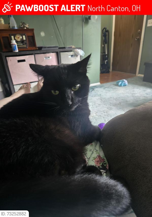 Lost Male Cat last seen Orion and berkey, North Canton, OH 44720