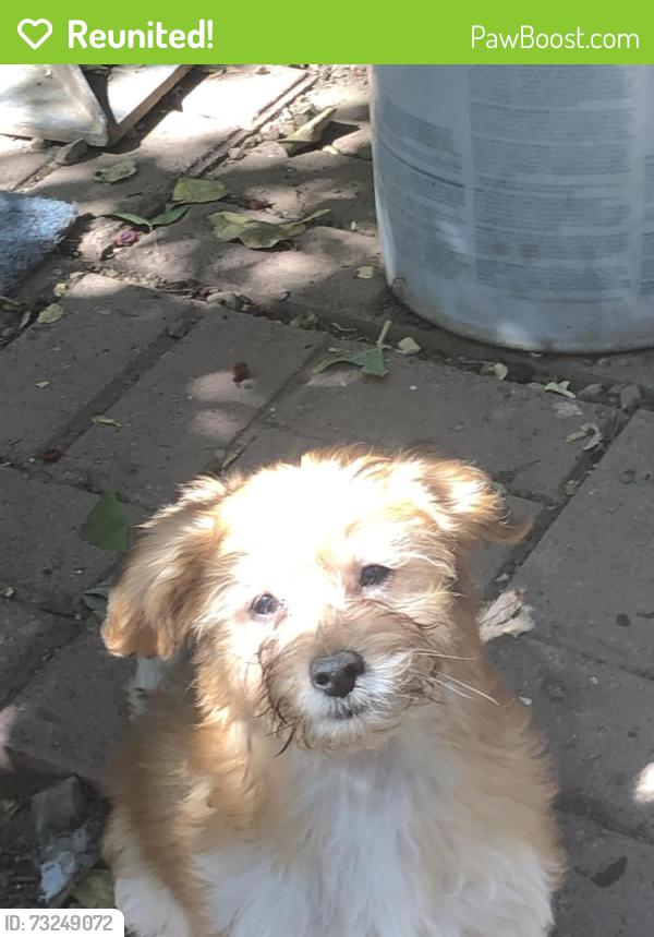Reunited Female Dog last seen Near la Conner drive Sunnyvale CA, Sunnyvale, CA 94087