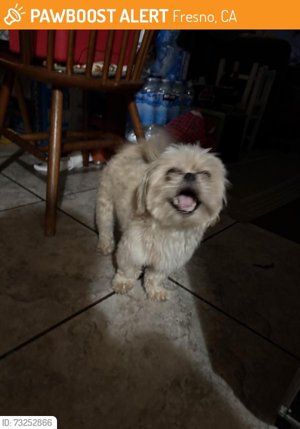 Found/Stray Male Dog last seen Cedar and Olive, Fresno, CA 93703