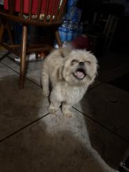 Found/Stray Male Dog last seen Cedar and Olive, Fresno, CA 93703