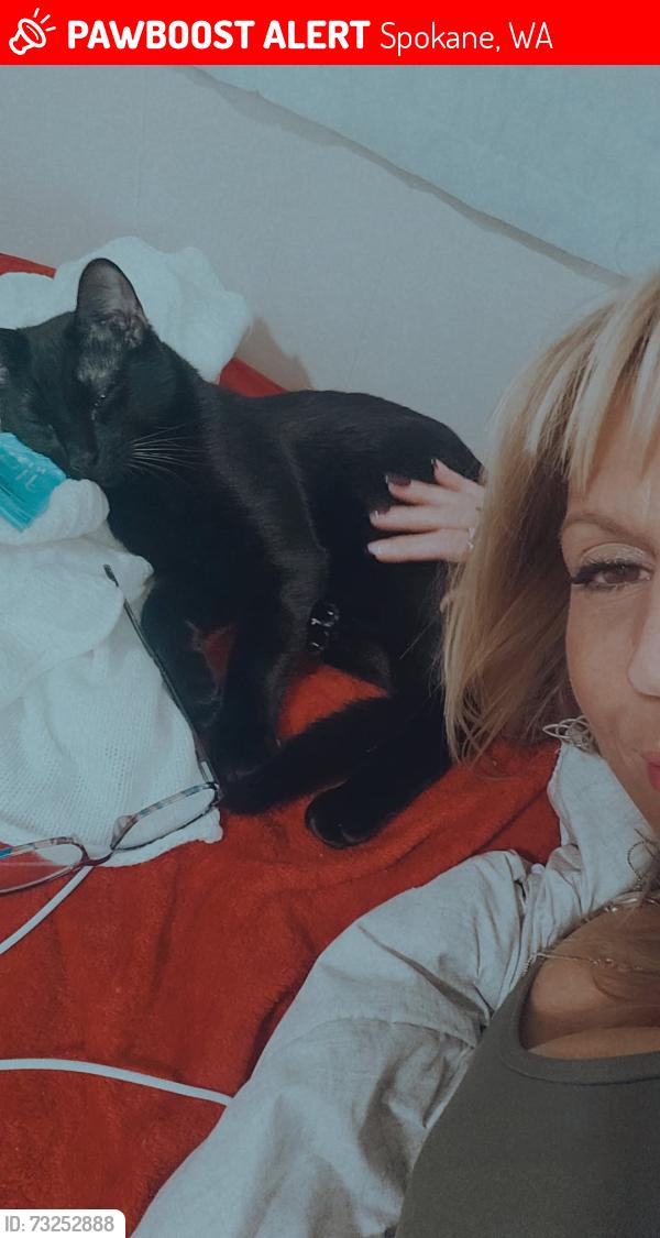 Lost Male Cat last seen North Town mall, Spokane, WA 99205