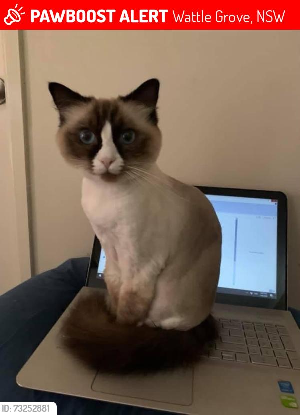 Lost Female Cat last seen Kew Gardens Court, Wattle Grove, NSW 2173