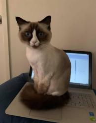 Lost Female Cat last seen Kew Gardens Court, Wattle Grove, NSW 2173
