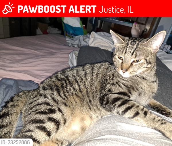 Lost Male Cat last seen Testa dr. And birch ln., Justice, IL 60458