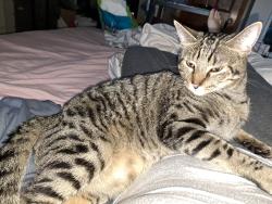 Lost Male Cat last seen Testa dr. And birch ln., Justice, IL 60458