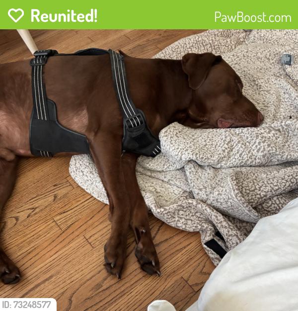 Reunited Male Dog last seen 7-11 in Belmont Shore, Long Beach, CA 90803