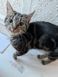 Found/Stray Female Cat last seen Oakdene Road, Watford Road, Sunbury Road, Elderdale Road and Utting Avenue, Anfield, England 