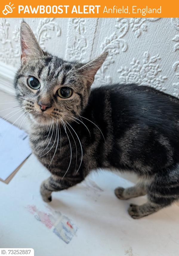Found/Stray Female Cat last seen Oakdene Road, Watford Road, Sunbury Road, Elderdale Road and Utting Avenue, Anfield, England 