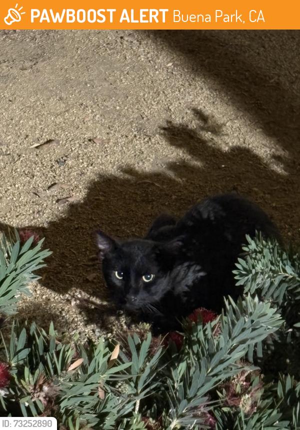 Found/Stray Male Cat last seen Orangethrope and western at the stater bros parking lot, Buena Park, CA 90620