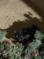 Found/Stray Male Cat last seen Orangethrope and western at the stater bros parking lot, Buena Park, CA 90620