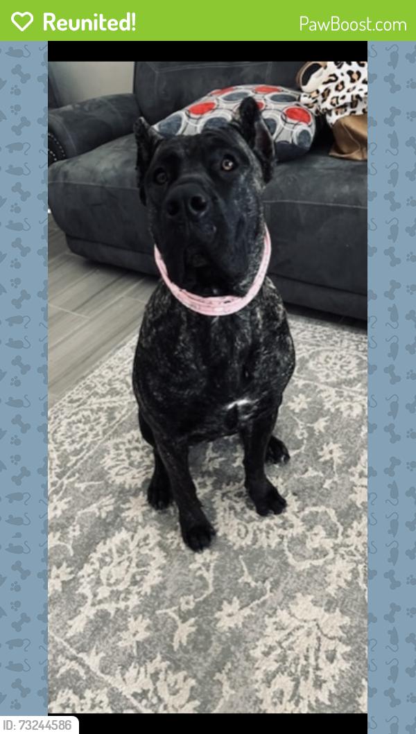 Reunited Female Dog last seen Sun fire and vista del sol, Horizon City, TX 79928
