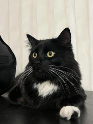 Lost Male Cat last seen Darts, Stateline, NV 89449