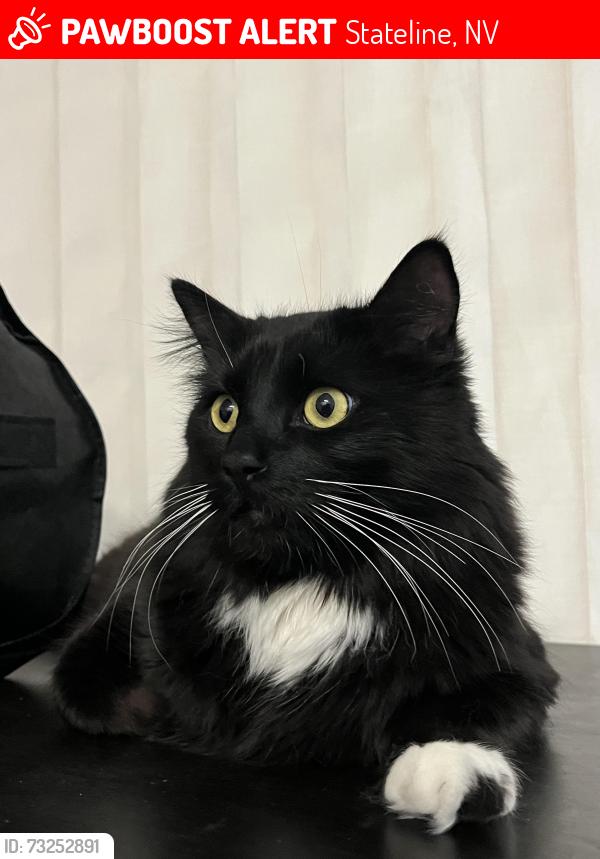 Lost Male Cat last seen Darts, Stateline, NV 89449