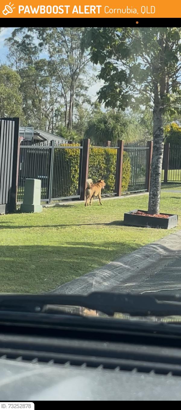 Found/Stray Male Dog last seen Gloria st, Trudy Cres, Cornubia st, Penelope Dr, Cornubia, QLD 4130
