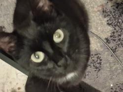 Lost Female Cat last seen Near Westfield st, Silverton, OR 97381