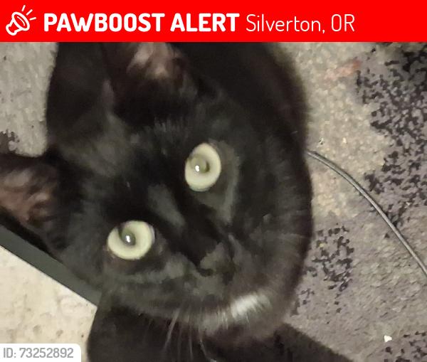 Lost Female Cat last seen Near Westfield st, Silverton, OR 97381