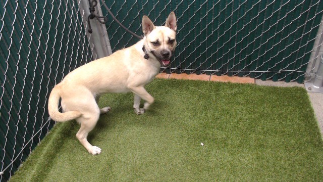 Shelter Stray Female Dog last seen , 11258 Garfield Ave, Downey, CA 90242, USA