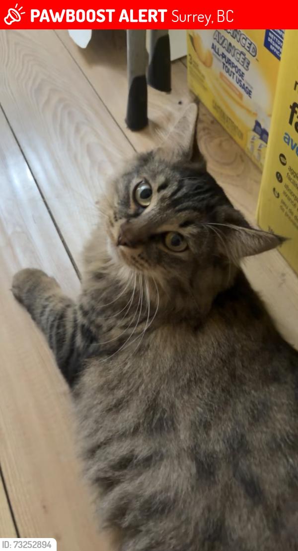 Lost Female Cat last seen Helen drive near robson park, Surrey, BC 