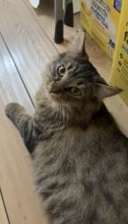 Lost Female Cat last seen Helen drive near robson park, Surrey, BC 