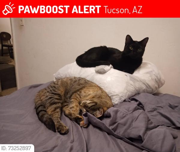 Lost Female Cat last seen Near pantano, Tucson, AZ 85710