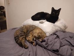 Lost Female Cat last seen Near pantano, Tucson, AZ 85710