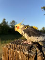 Lost Male Bird last seen Next to elementary school, Irvine, CA 92620