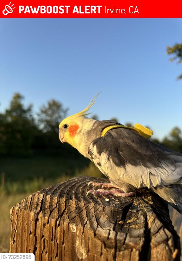Lost Male Bird last seen Next to elementary school, Irvine, CA 92620