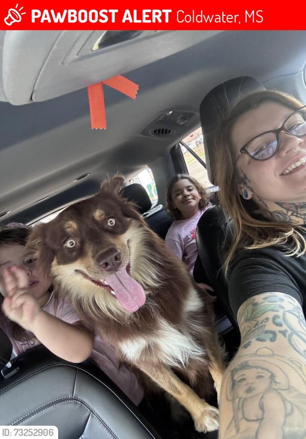 Lost Male Dog last seen Arkabutla rd, Coldwater, MS 38618