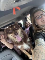 Lost Male Dog last seen Arkabutla rd, Coldwater, MS 38618