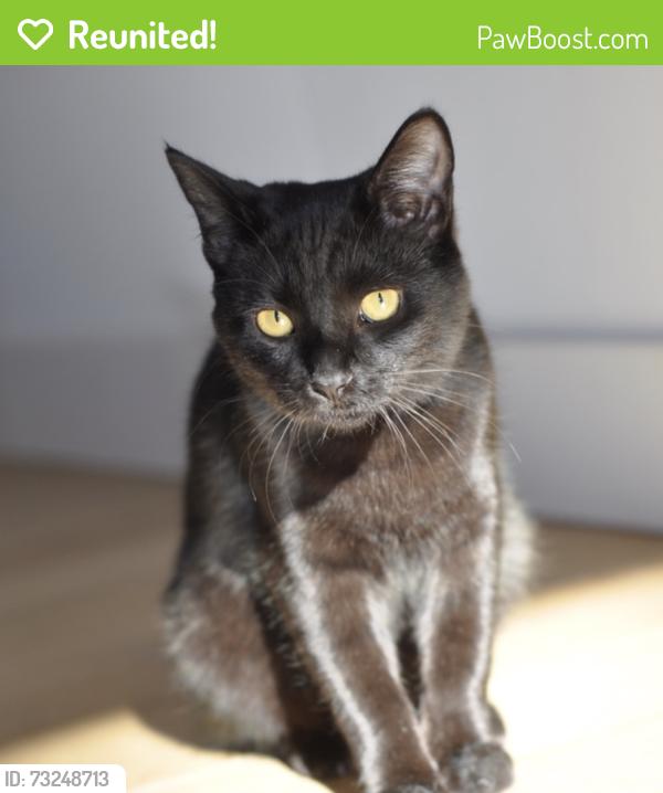 Reunited Female Cat last seen Carter and Leimert, Oakland, CA 94602