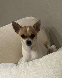 Reunited Female Dog last seen Cross Pointe apmt Homes, Antioch, CA 94531