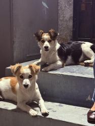 Found/Stray Male Dog last seen Long Beach Poly High School, Long Beach, CA 90813