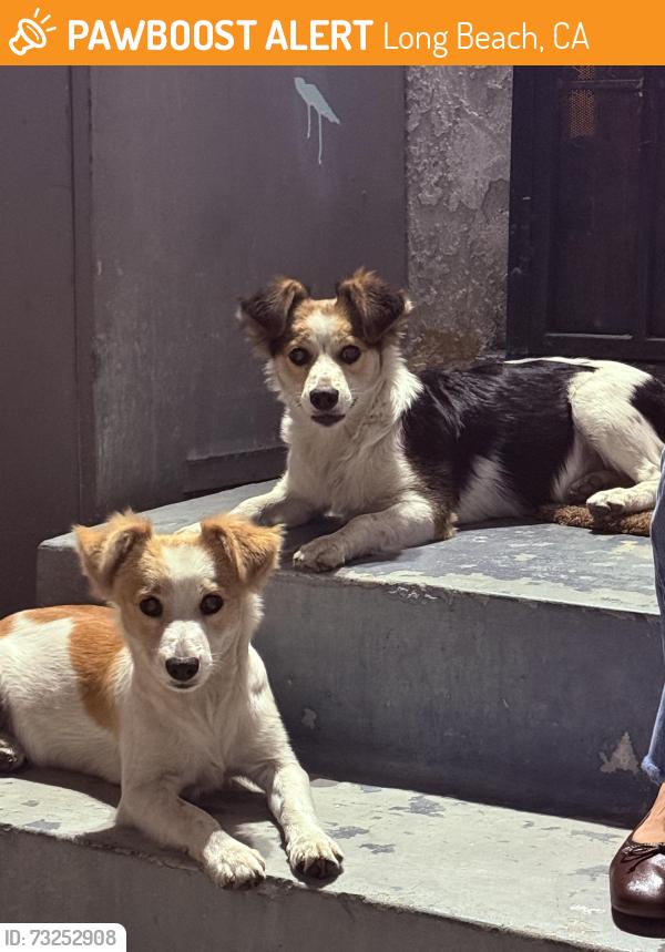Found/Stray Male Dog last seen Long Beach Poly High School, Long Beach, CA 90813