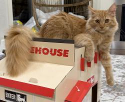 Lost Female Cat last seen 88th Pl NE Kenmore, Kenmore, WA 98028