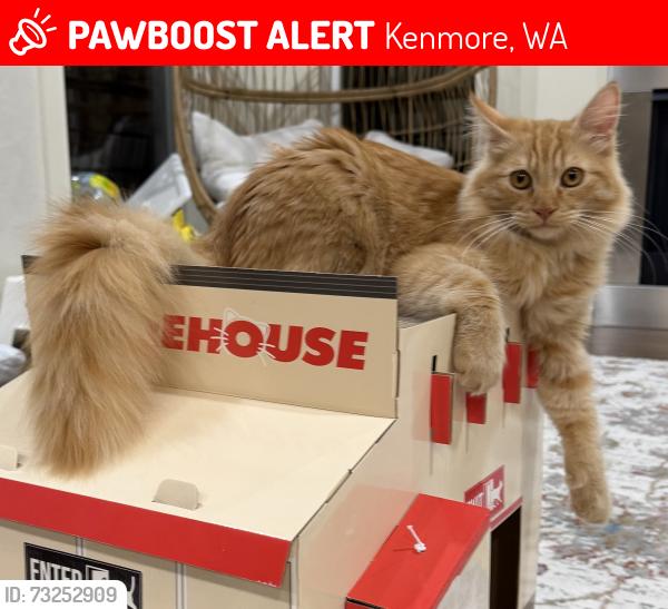 Lost Female Cat last seen 88th Pl NE Kenmore, Kenmore, WA 98028