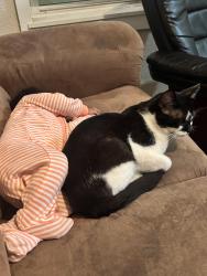 Lost Male Cat last seen South st by country market, Akron, OH 44311